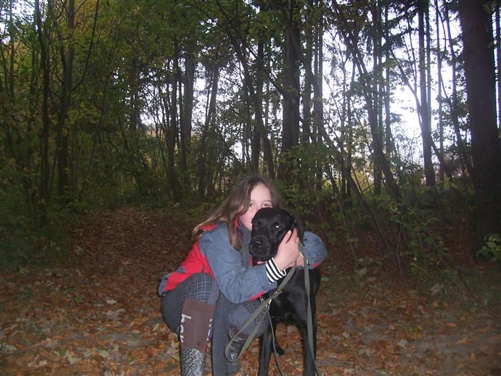 Labrador retriever Batmore-Zulu - Gemmer du dig for kamaraet?  billede 11