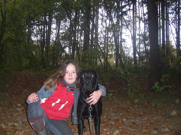 Labrador retriever Batmore-Zulu - Okay, okay 1 billede af mig så må jeg jo bare prøve og smile:D billede 12