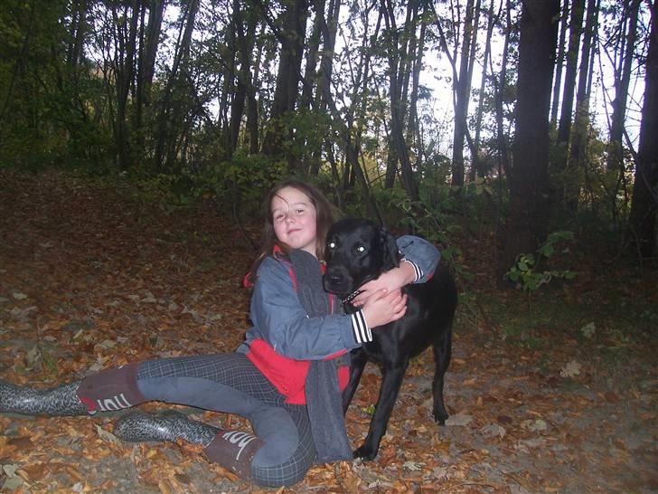 Labrador retriever Batmore-Zulu - Rikke? jeg er jo konge er skoven der er ikke tid til leg nu nogle har måske brug for hjælp?:O  billede 13