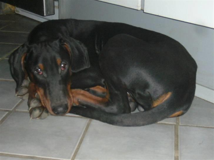 Dobermann Capone - God nat,  billede 6