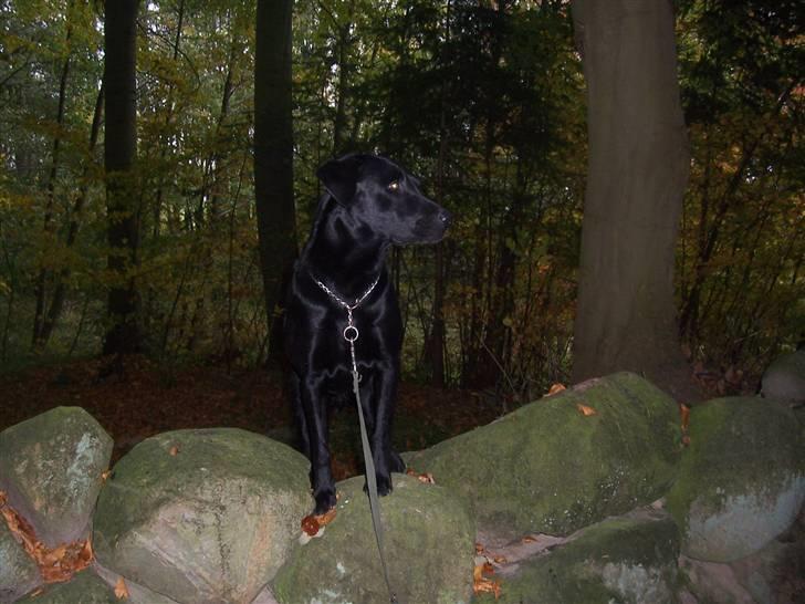 Labrador retriever Batmore-Zulu - Hei Rikke jeg er da bare konge:D nej nej nej du kan tage bileder senere skal jo holde øje;) billede 14