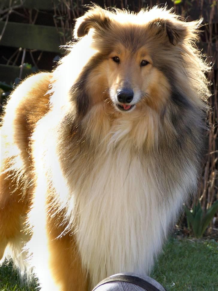 Collie langhåret The Sound of Music, Bella - "Se hvad jeg kan lave med tungen!" :O) billede 3