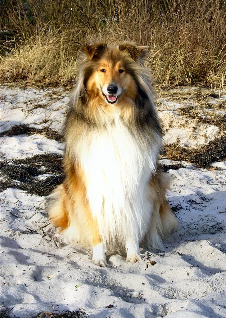 Collie langhåret The Sound of Music, Bella - "Smiiil" =) billede 4