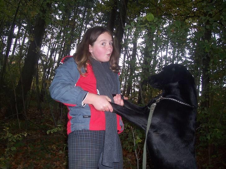 Labrador retriever Batmore-Zulu - Danse, Men rikke husk nu jeg er konge så vær lige forsigtig  billede 15