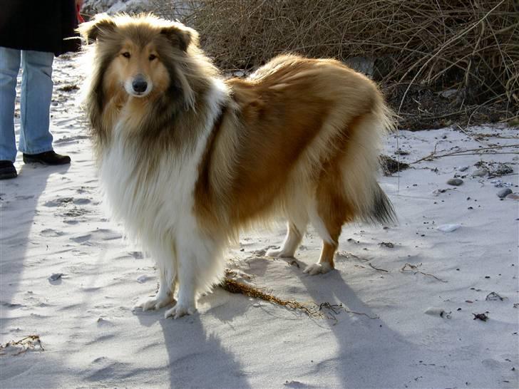 Collie langhåret The Sound of Music, Bella - Bella på stranden :) billede 5