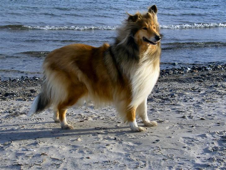 Collie langhåret The Sound of Music, Bella - Sikke et blæsevejr! billede 6