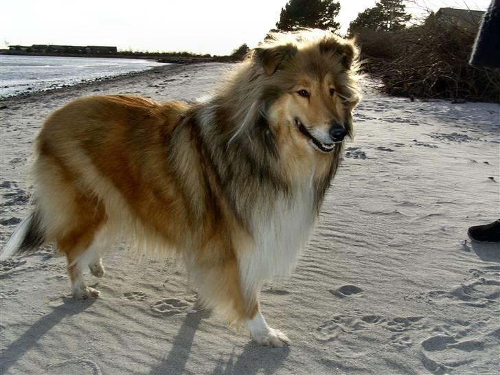 Collie langhåret The Sound of Music, Bella - Nej, stå stille Bella! billede 7