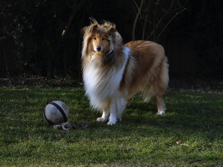 Collie langhåret The Sound of Music, Bella - "Skal vi ikke spille bold???" billede 8