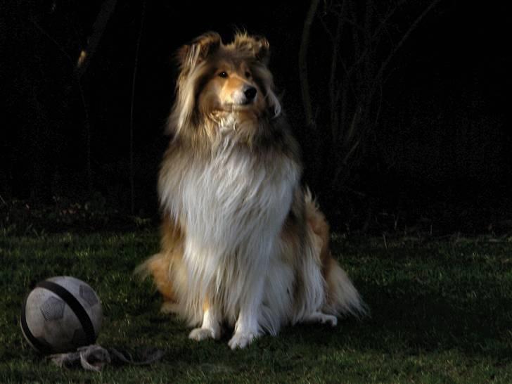 Collie langhåret The Sound of Music, Bella - "Så sætter jeg mig ned, men sparker du så ikke til bolden bagefter?" billede 9