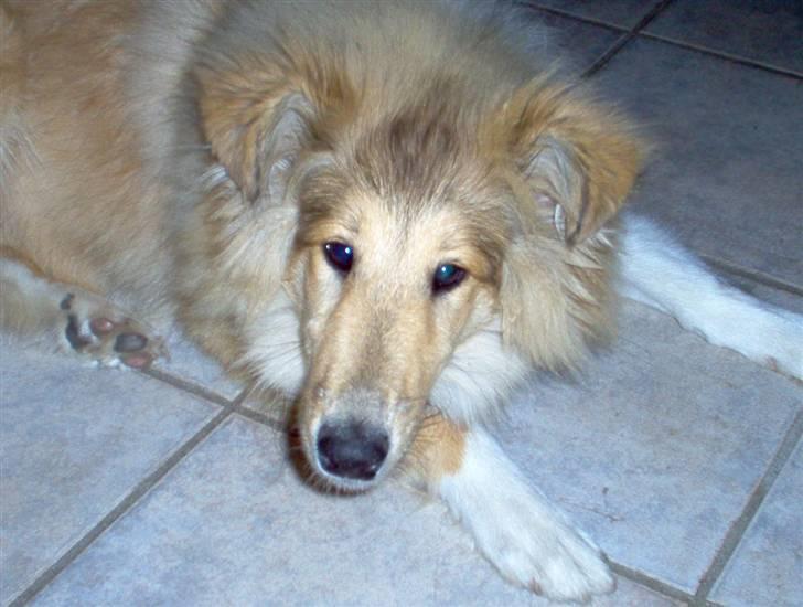 Collie langhåret The Sound of Music, Bella - Bella som en rimelig kejtet unghund :P billede 10