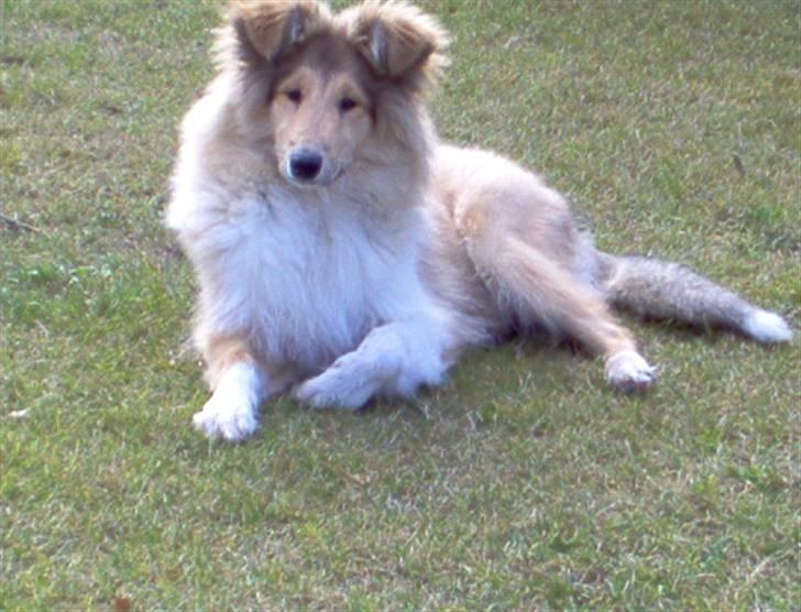 Collie langhåret The Sound of Music, Bella - Og sådan ligger hun stadigvæk i dag :) billede 11