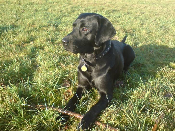 Labrador retriever Baloo regnr. 09914/2006 billede 7