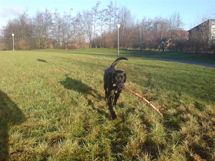 Labrador retriever Baloo regnr. 09914/2006 - Er jeg ikke dygtig? billede 8