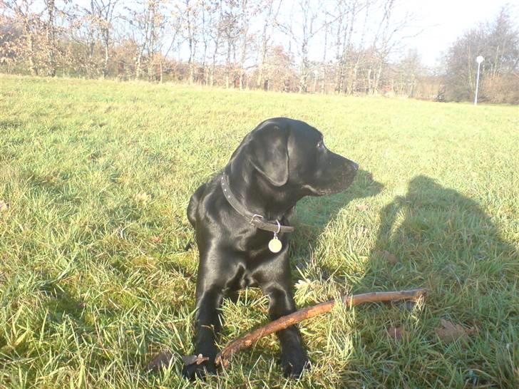 Labrador retriever Baloo regnr. 09914/2006 billede 9