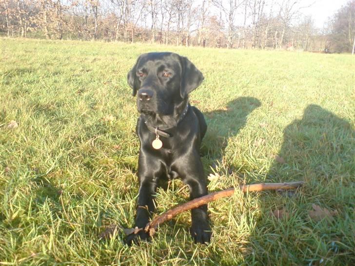 Labrador retriever Baloo regnr. 09914/2006 billede 10