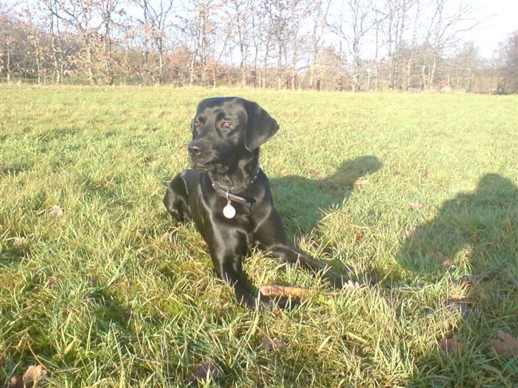 Labrador retriever Baloo regnr. 09914/2006 - Hvad sker der derovre? billede 11