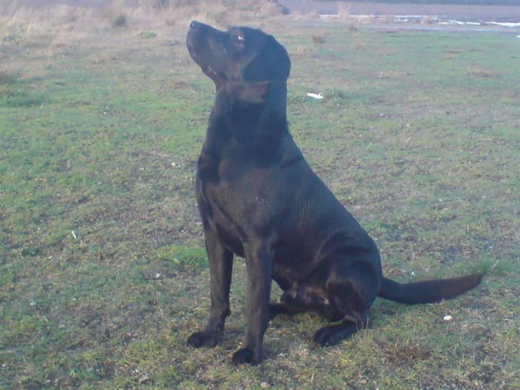 Labrador retriever Baloo regnr. 09914/2006 - jeg venter bare på en kommando... billede 12