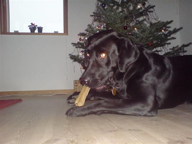 Labrador retriever Baloo regnr. 09914/2006 - Jeg siger bare glædelig jul! billede 13
