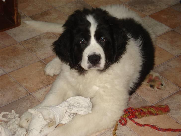 Landseer Adina - Adina 10 uger billede 1