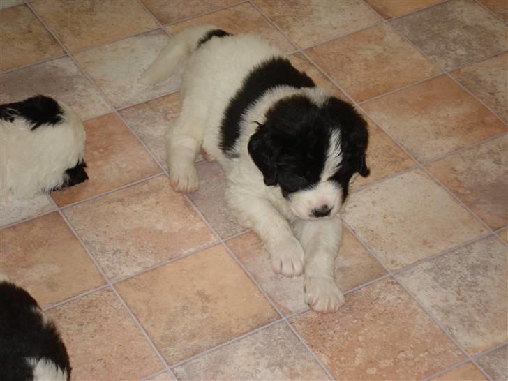 Landseer Adina billede 2