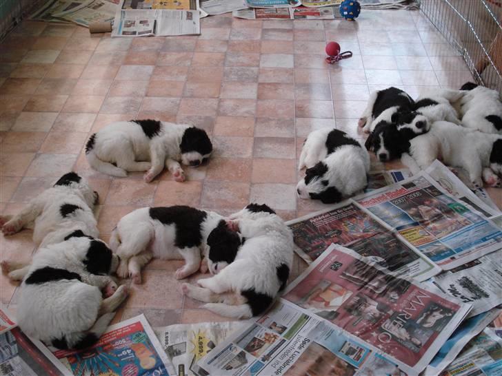 Landseer Adina - Adina og hendes 9 søskende. billede 4