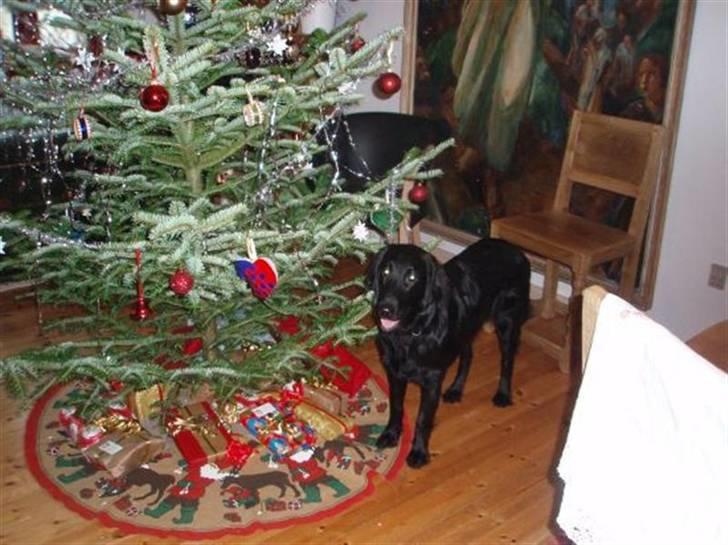 Flat coated retriever Fia (Kennelnavn Honey)  - Fia´s første jul<3  billede 16