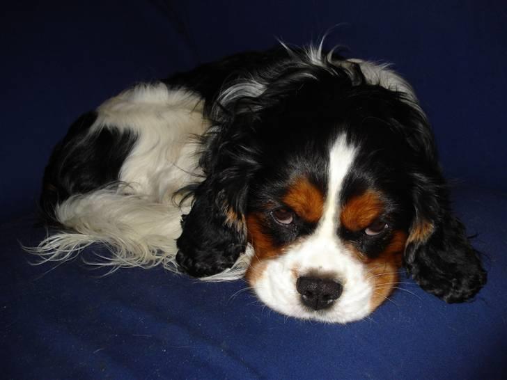 Cavalier king charles spaniel Mingus - Gå lige væk med det kamera - vi er faktisk nogen der prøver på at sove! billede 13