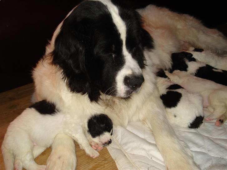 Landseer Adina - Mor og mig. billede 5