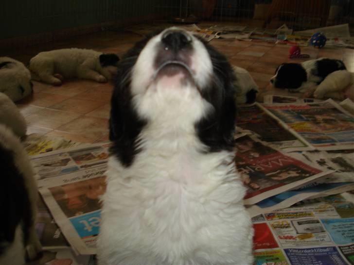 Landseer Adina - Jeg er sååå fiiin!! billede 6