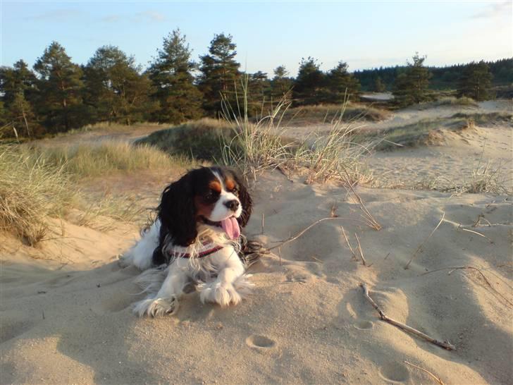 Cavalier king charles spaniel Mingus - Så ligger man lige og nyder solnedgangen billede 14