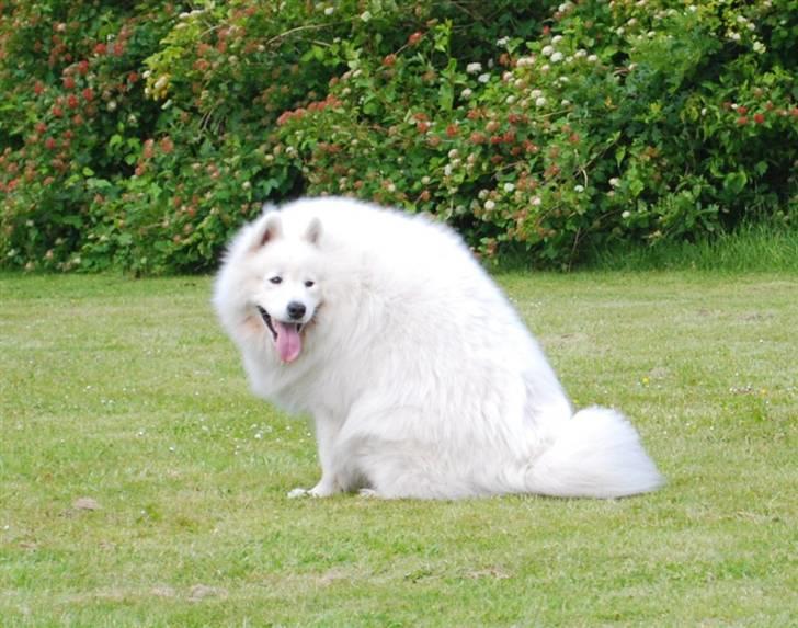 Samojedhund Boomer billede 14