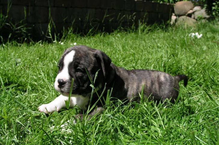 Amerikansk staffordshire terrier Gangster - Gangster 6 uger billede 1