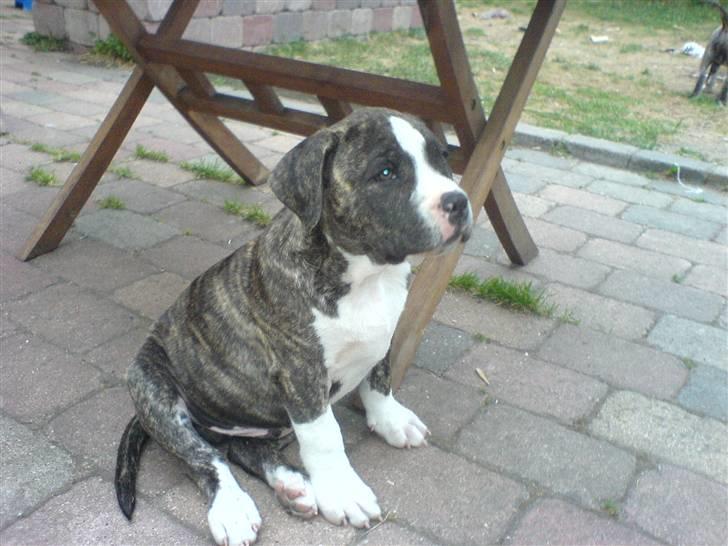 Amerikansk staffordshire terrier Gangster billede 2