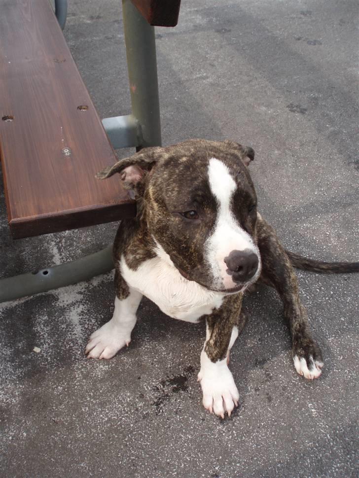 Amerikansk staffordshire terrier Gangster billede 3