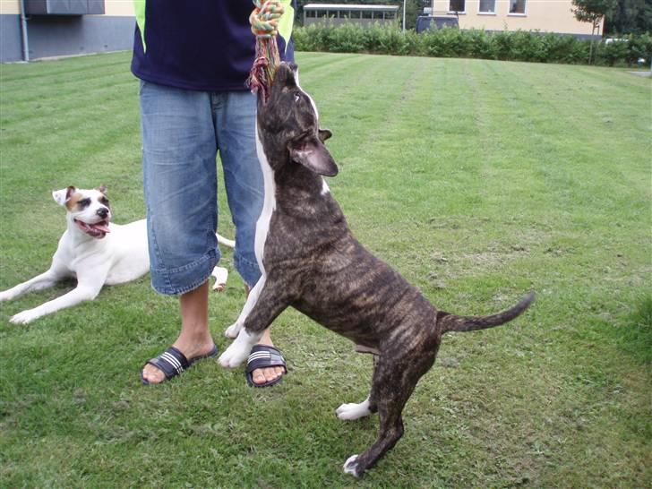 Amerikansk staffordshire terrier Gangster billede 4