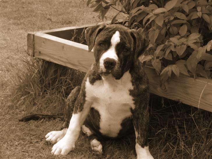 Amerikansk staffordshire terrier Gangster billede 5