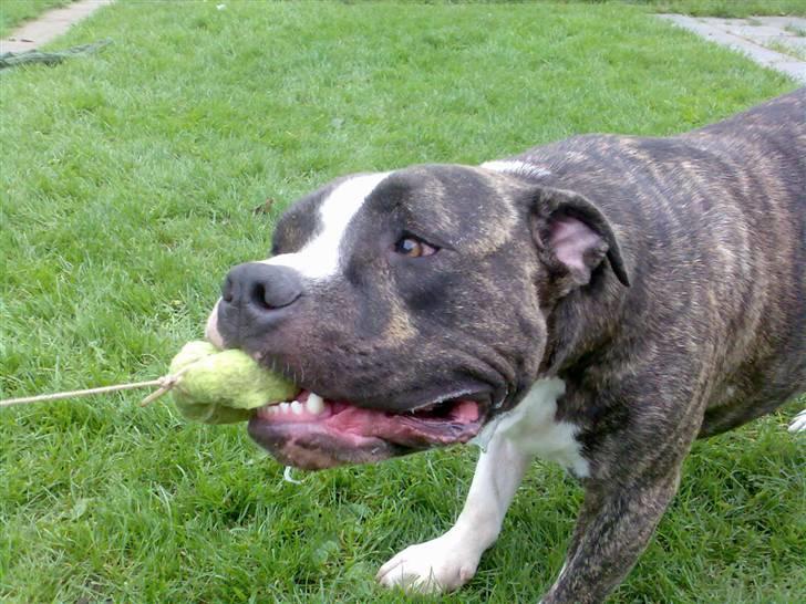 Amerikansk staffordshire terrier Gangster billede 6