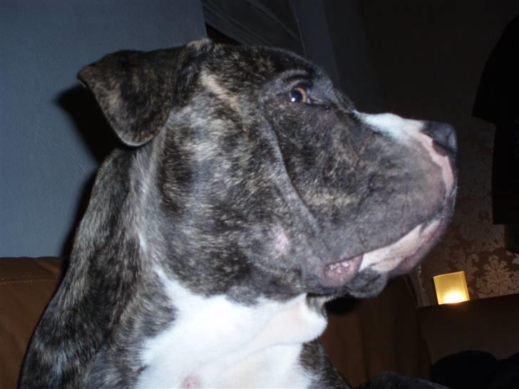 Amerikansk staffordshire terrier Gangster billede 7