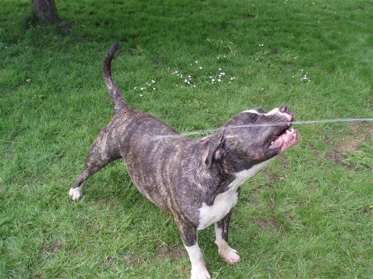 Amerikansk staffordshire terrier Gangster billede 8