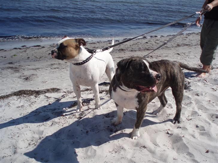 Amerikansk staffordshire terrier Gangster - Her er gangster med hans bedste ven pink. billede 9