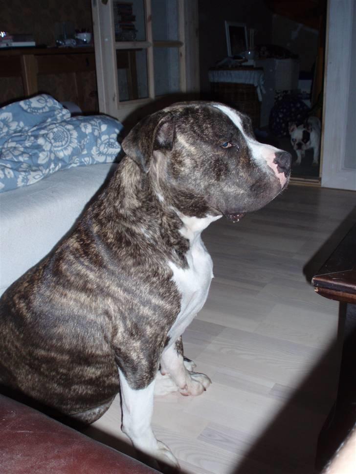 Amerikansk staffordshire terrier Gangster billede 10