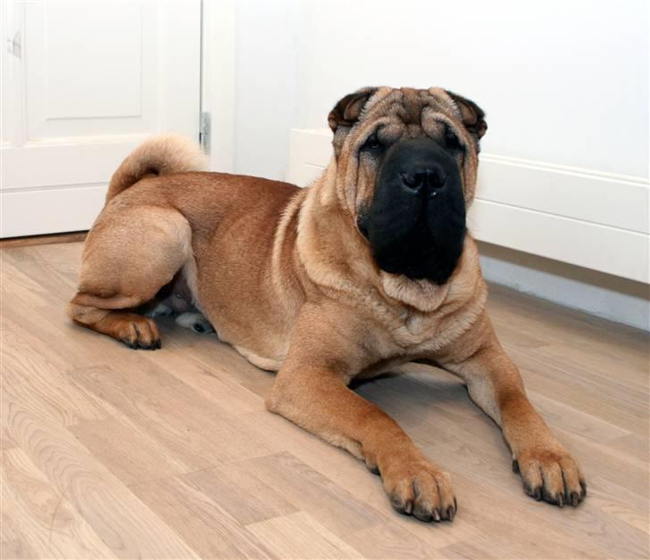 Shar pei Spike - Efter et par mdr. med MadBussen.dk :) billede 4