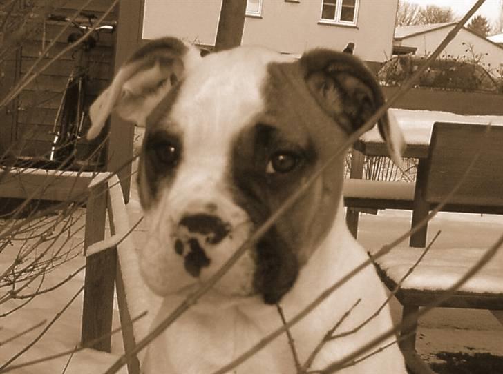 Amerikansk bulldog Pink billede 1