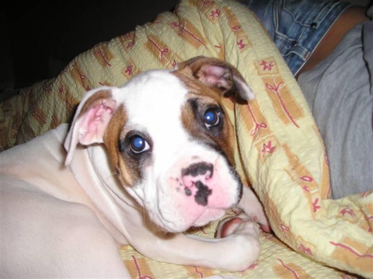 Amerikansk bulldog Pink billede 2