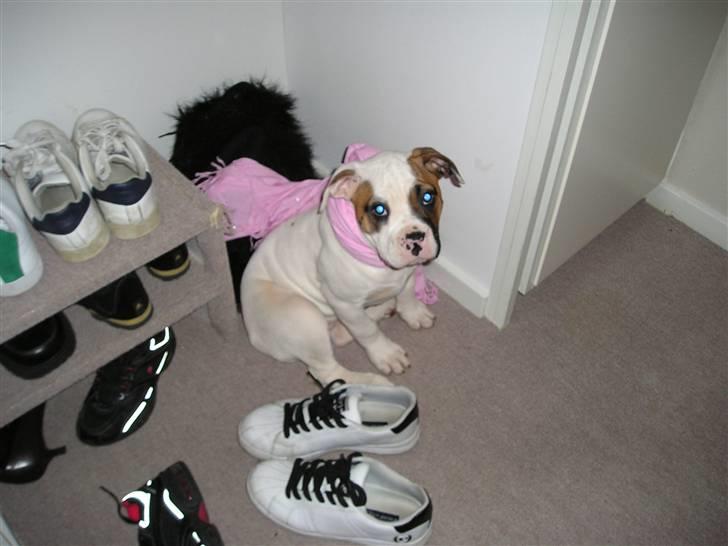 Amerikansk bulldog Pink billede 3