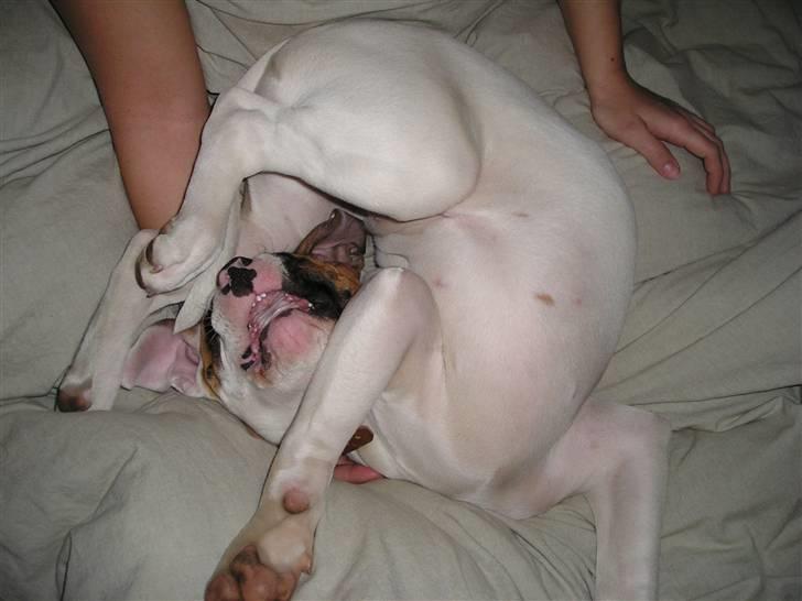 Amerikansk bulldog Pink billede 4