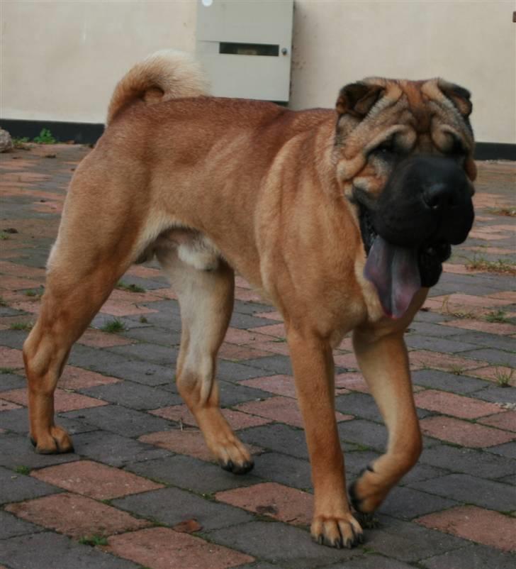 Shar pei Spike - Lige kommet hjem fra Tyskland, der mangler vægt på drengen...  billede 5