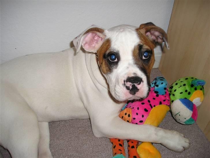 Amerikansk bulldog Pink billede 5