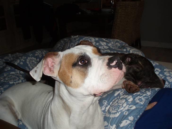 Amerikansk bulldog Pink billede 6