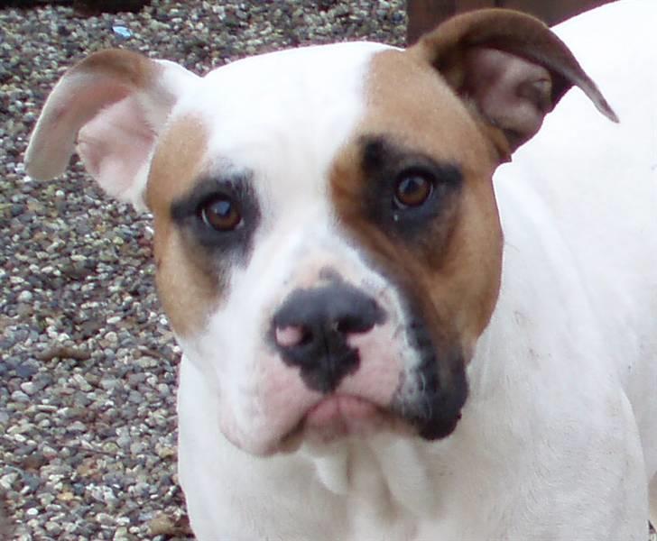 Amerikansk bulldog Pink billede 7